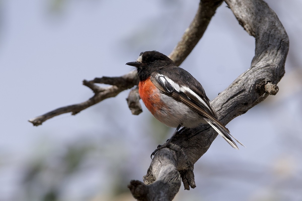 Petroica Escarlata - ML646627555