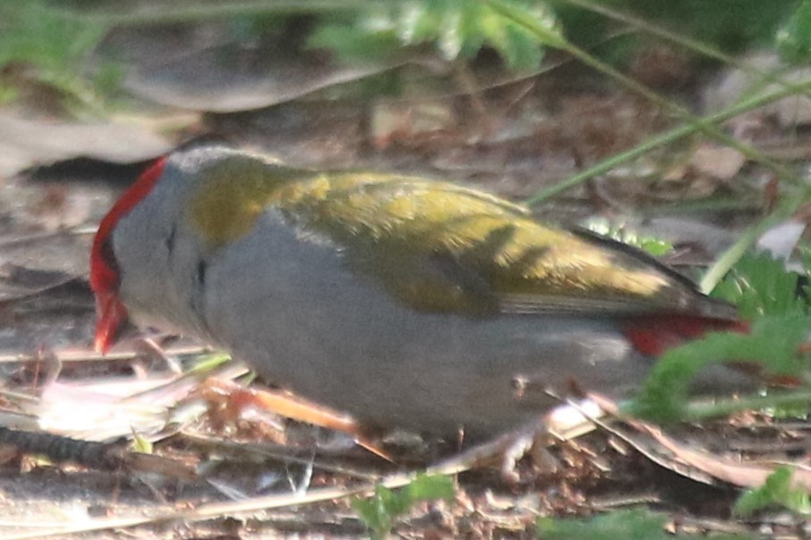 Diamante Cejirrojo - ML646627556