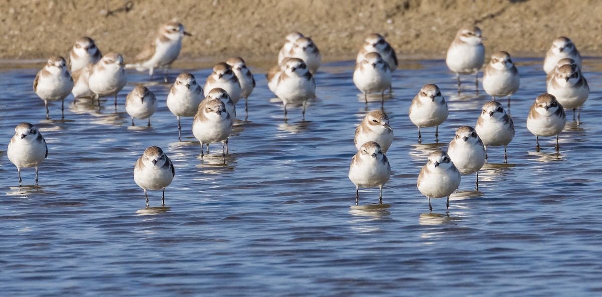 Tibetan Sand-Plover - ML646627558