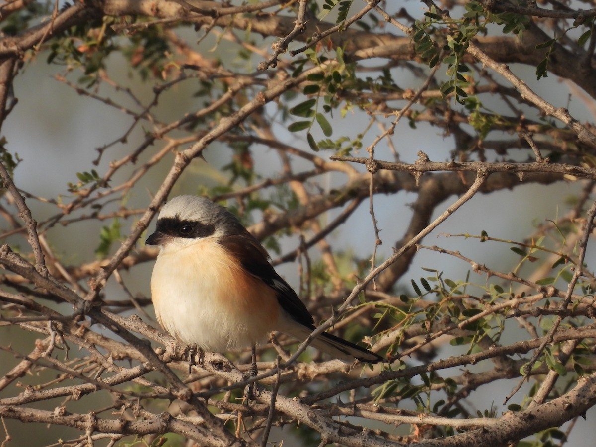 Bay-backed Shrike - ML646627559