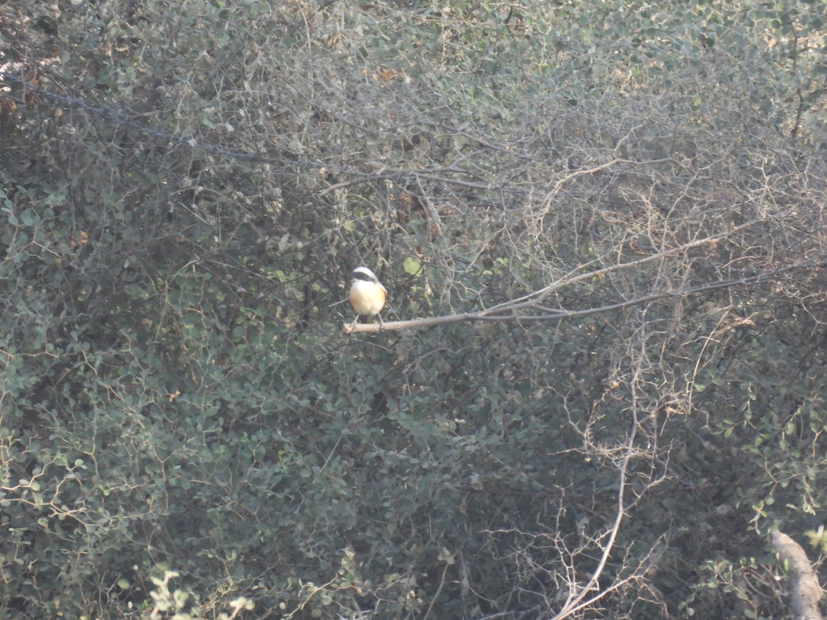 Bay-backed Shrike - ML646627560