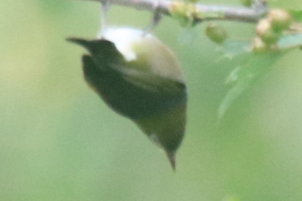 Anteojitos Dorsigrís - ML646627561