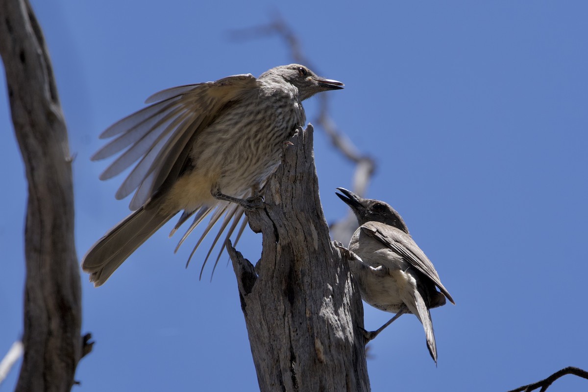 Picanzo Gris - ML646627562