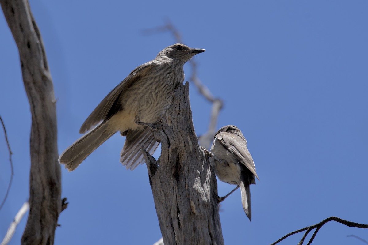Picanzo Gris - ML646627563