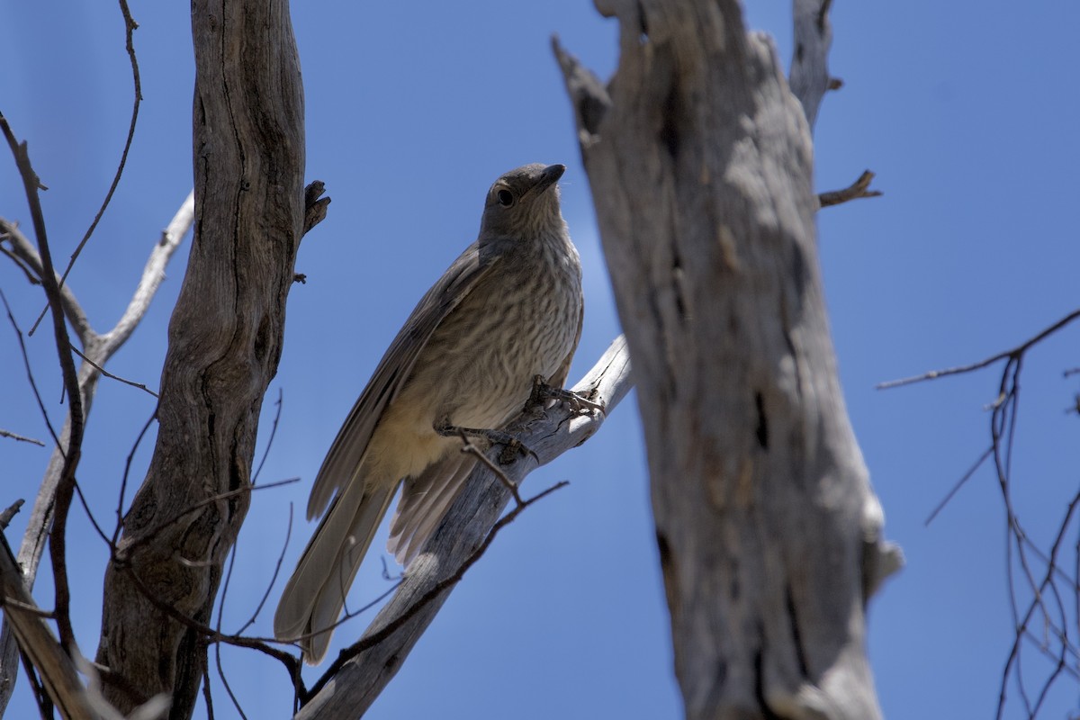 Picanzo Gris - ML646627564