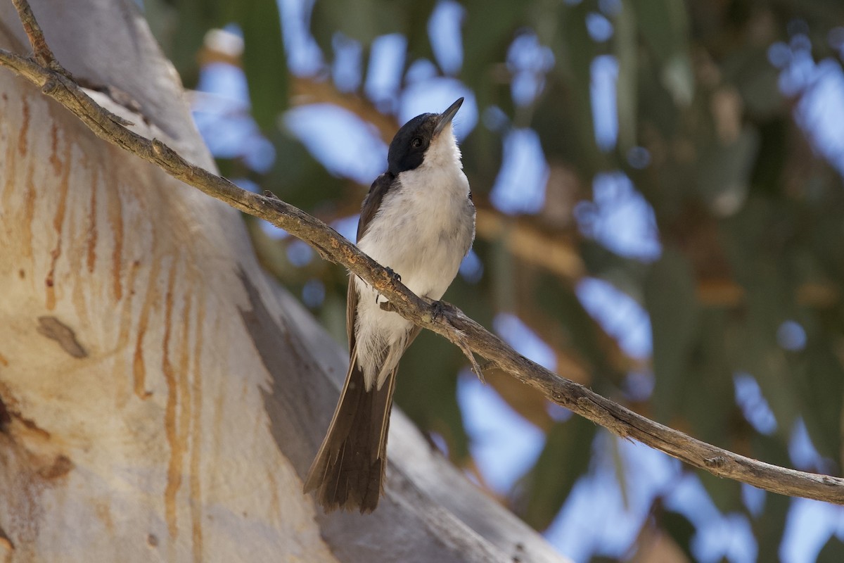 Monarca Inquieto - ML646627565