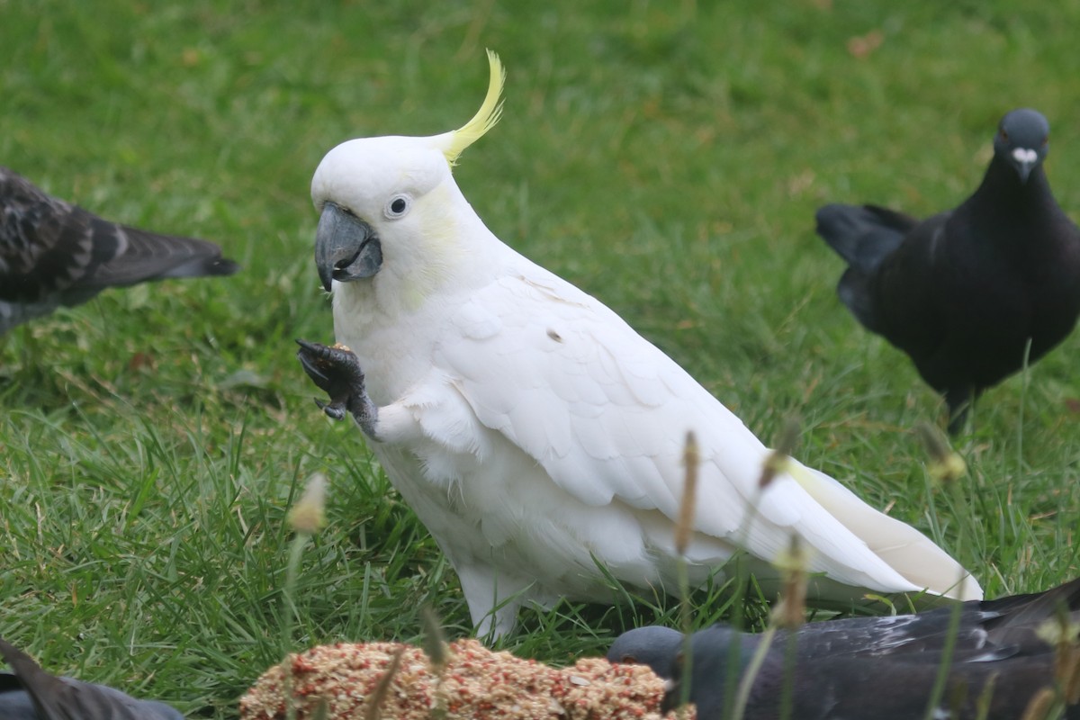 Cacatúa Galerita - ML646627571