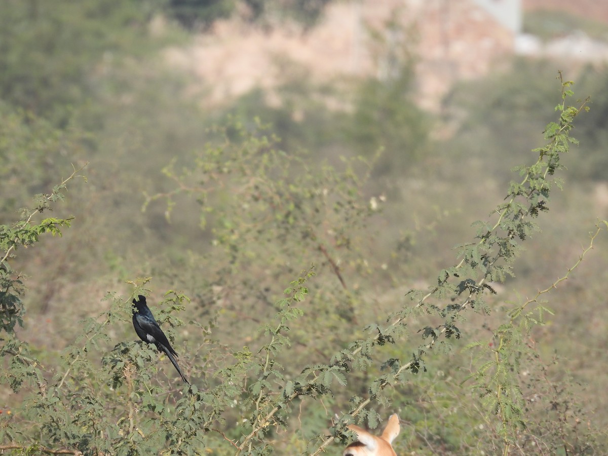 Black Drongo - ML646627572