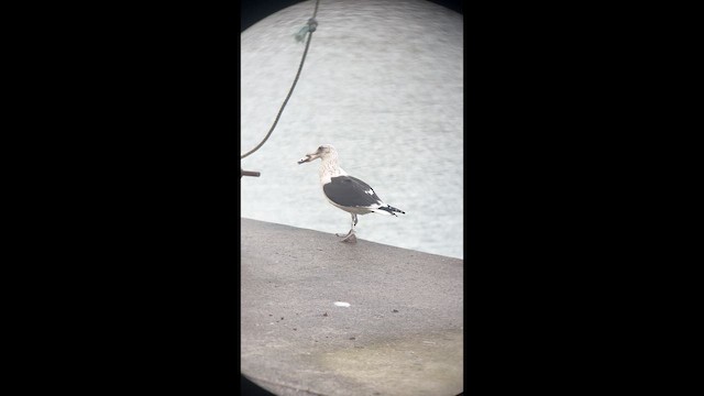 Мартин домініканський - ML646627573