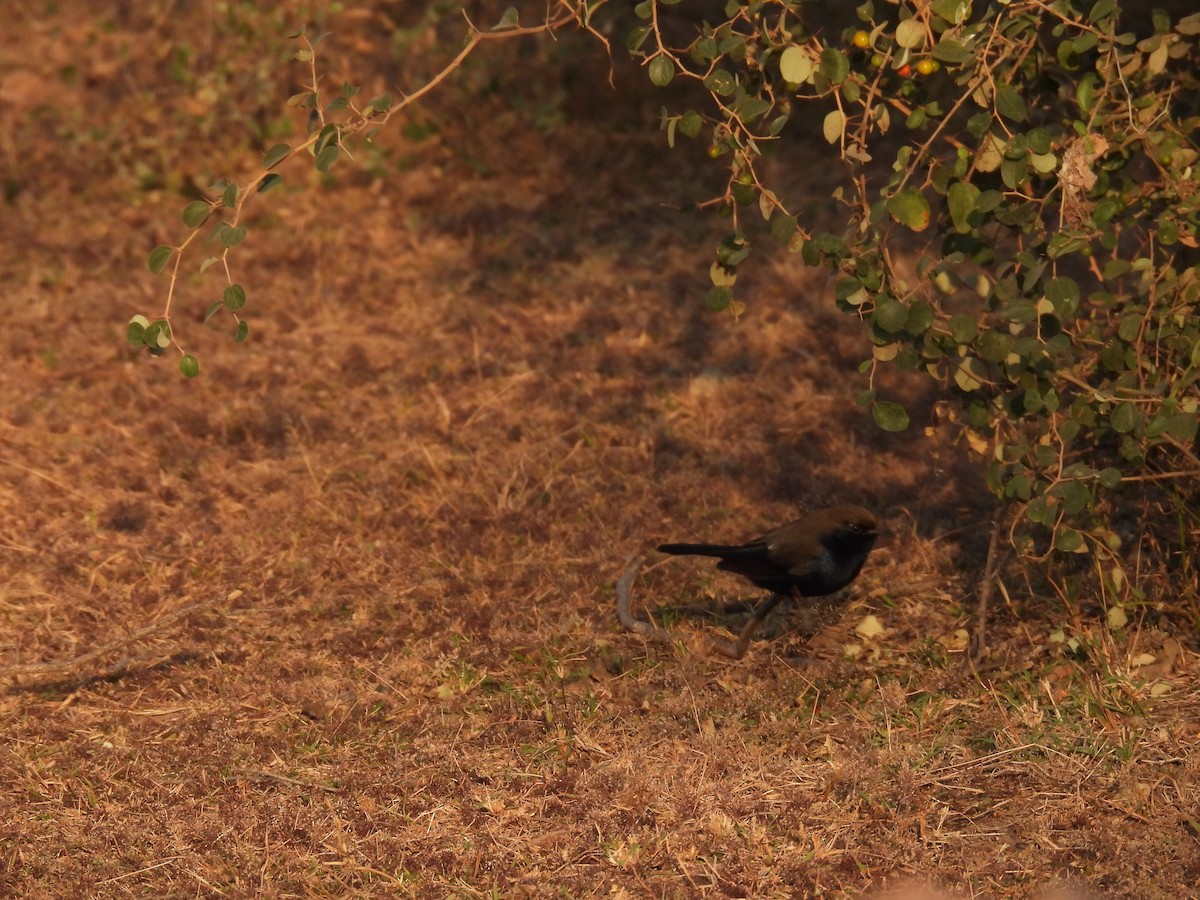 Indian Robin - ML646627575