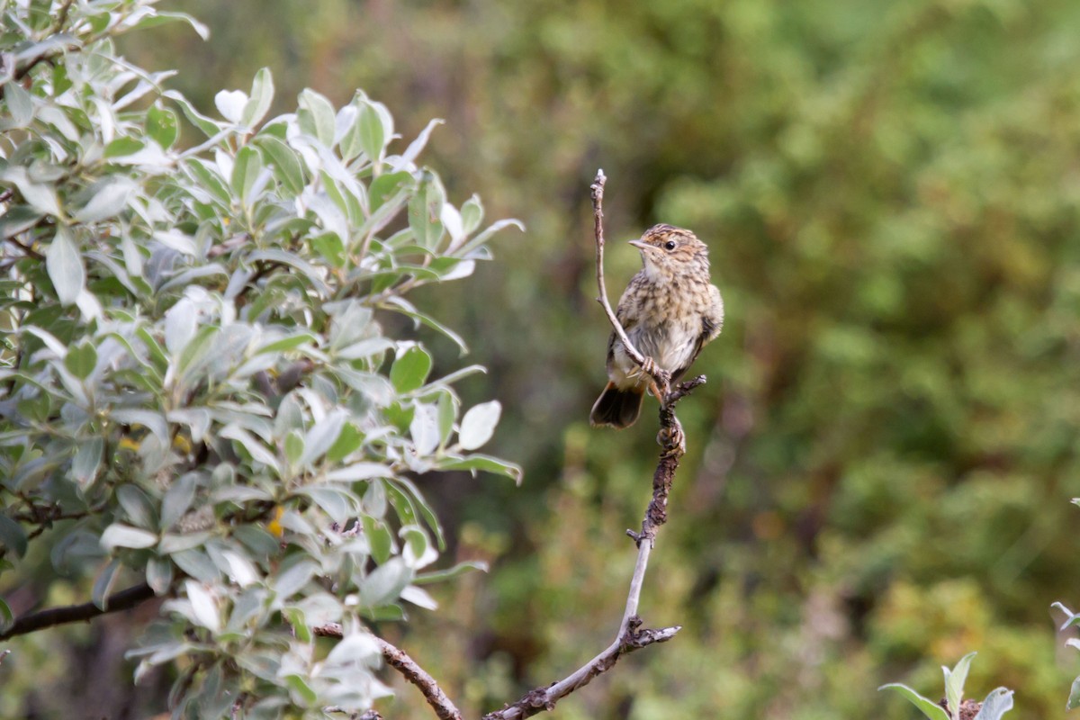藍喉鴝 - ML646627579