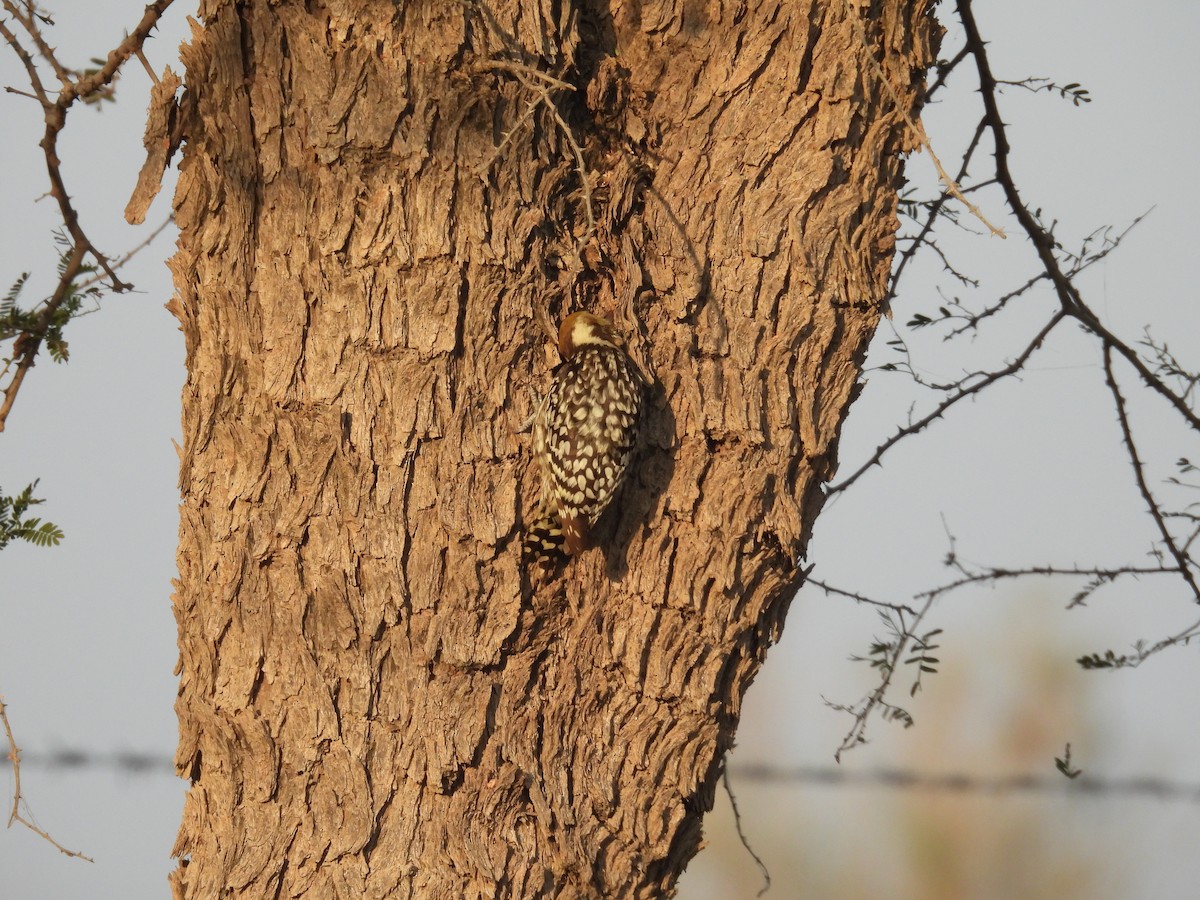 Yellow-crowned Woodpecker - ML646627580