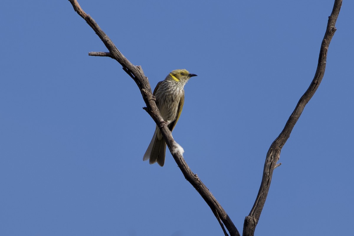 Gelbscheitel-Honigfresser - ML646627587