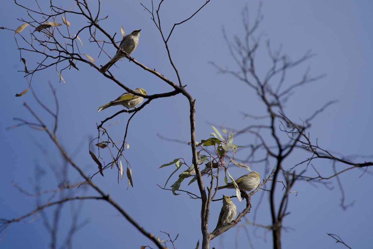 Gelbscheitel-Honigfresser - ML646627588