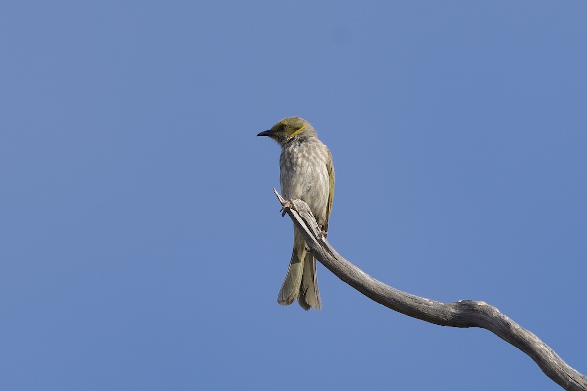 Gelbscheitel-Honigfresser - ML646627589