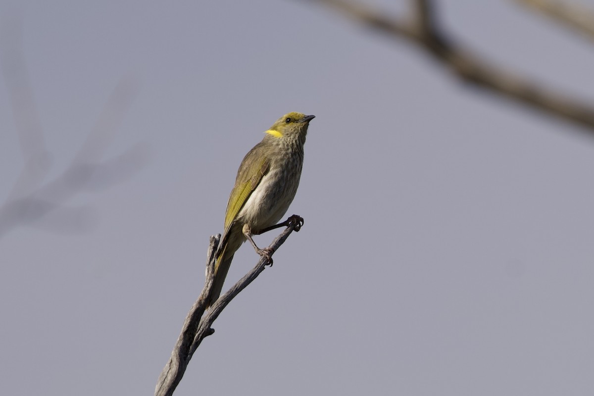 Gelbscheitel-Honigfresser - ML646627590