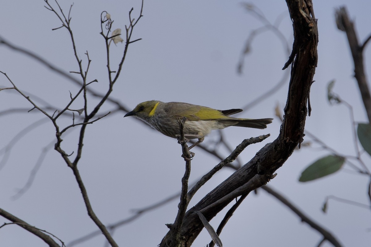 Gelbscheitel-Honigfresser - ML646627591