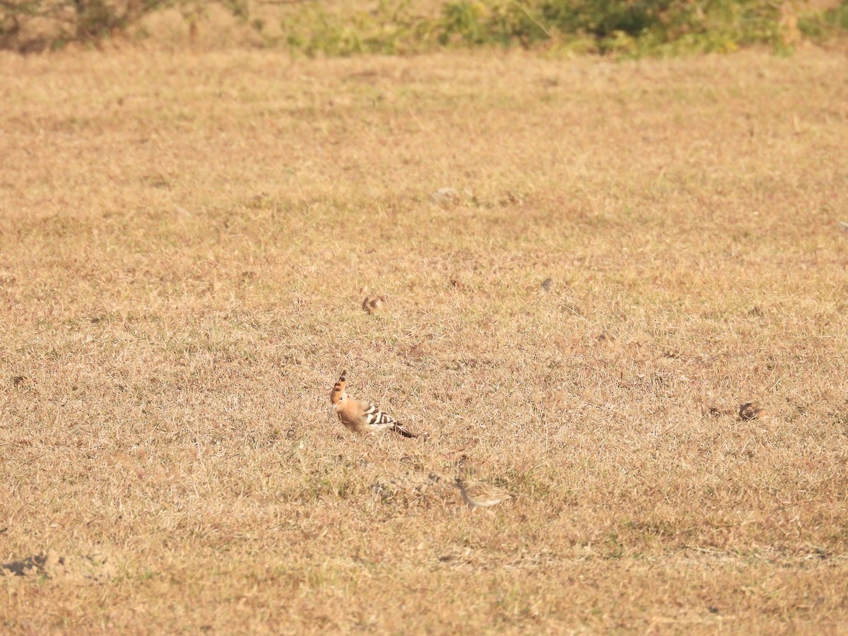 Common Hoopoe - ML646627592