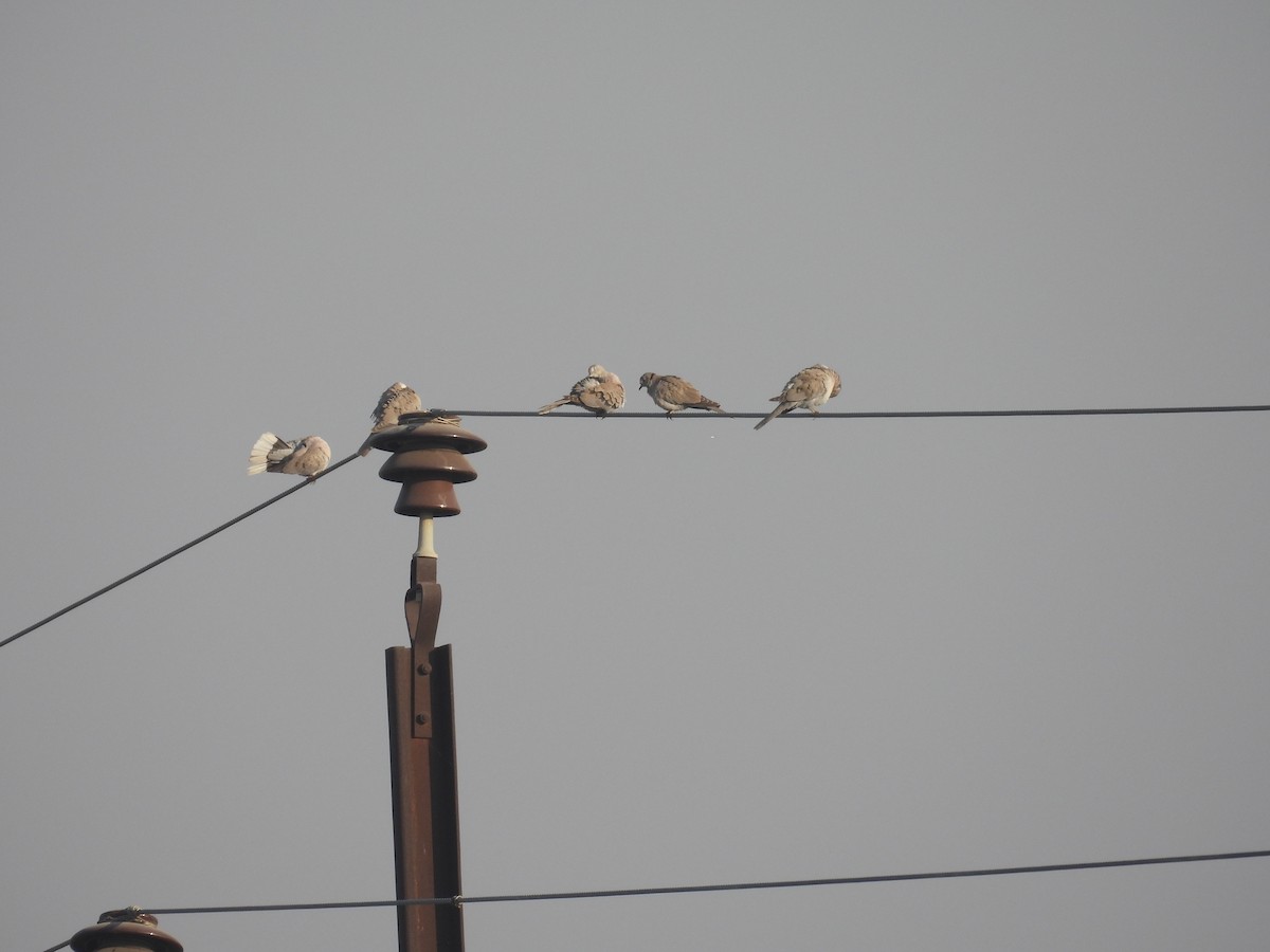 Eurasian Collared-Dove - ML646627596