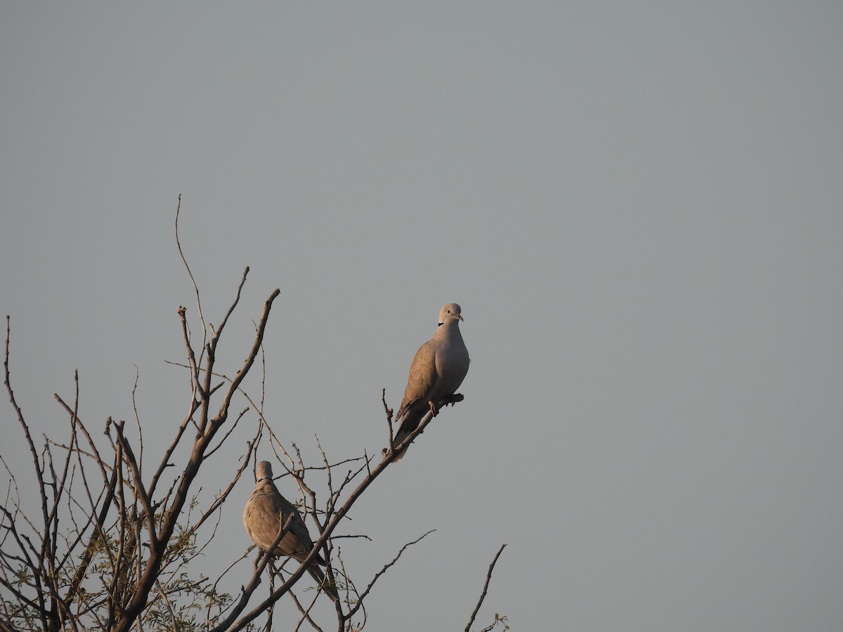 Eurasian Collared-Dove - ML646627597