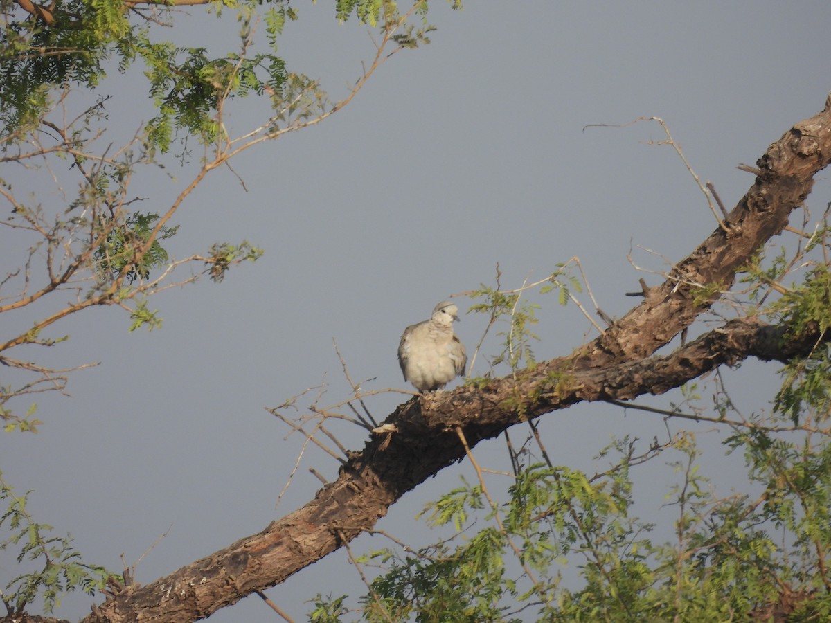 Eurasian Collared-Dove - ML646627598
