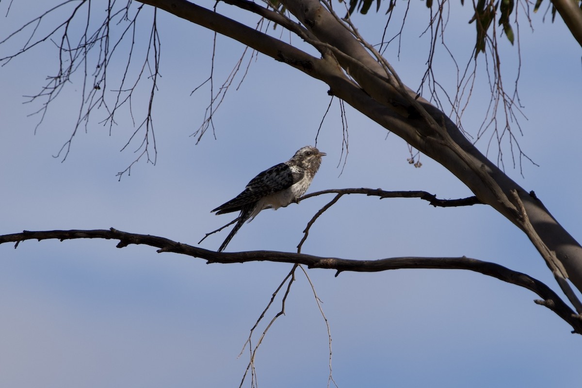 kukačka australská - ML646627602