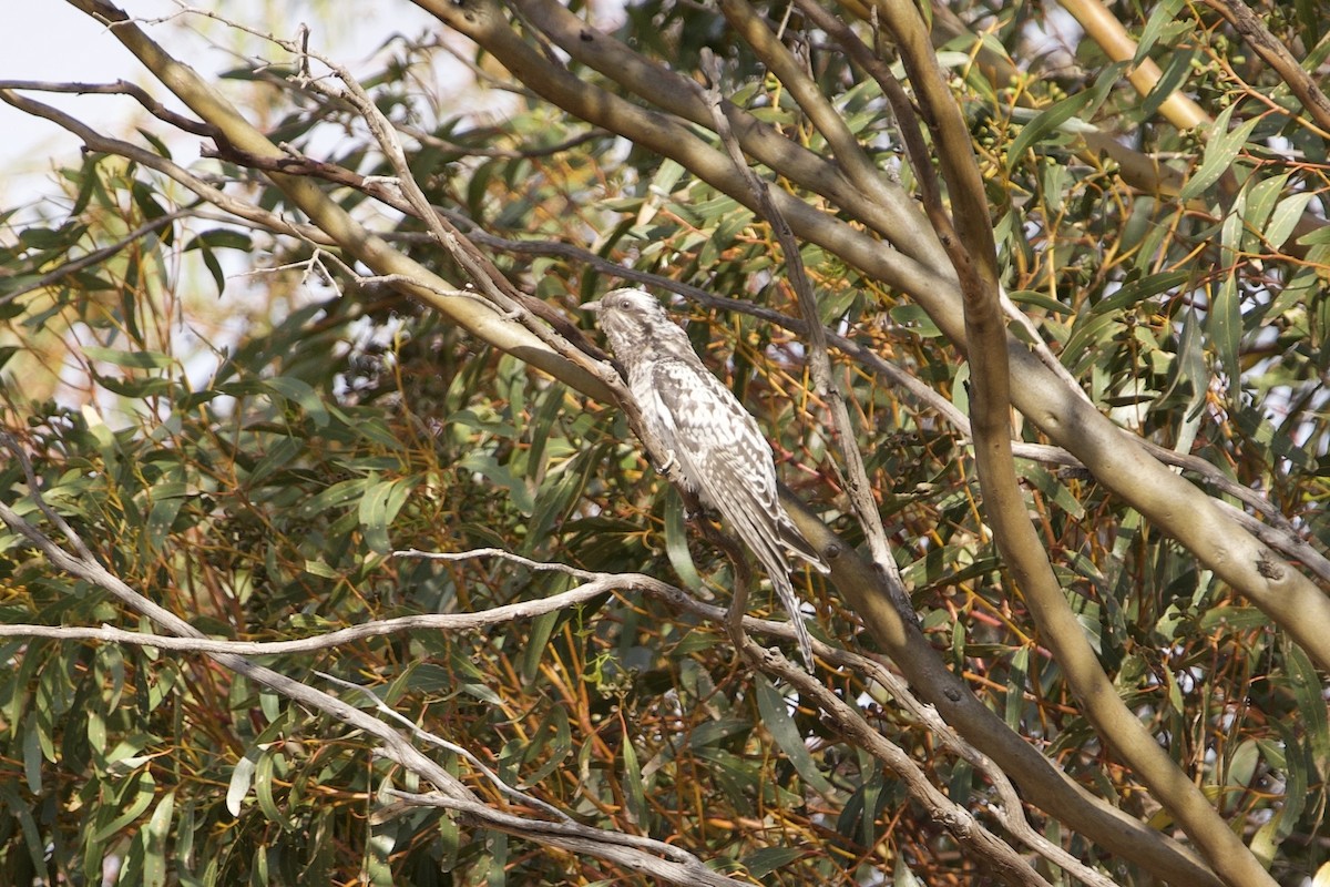 kukačka australská - ML646627603