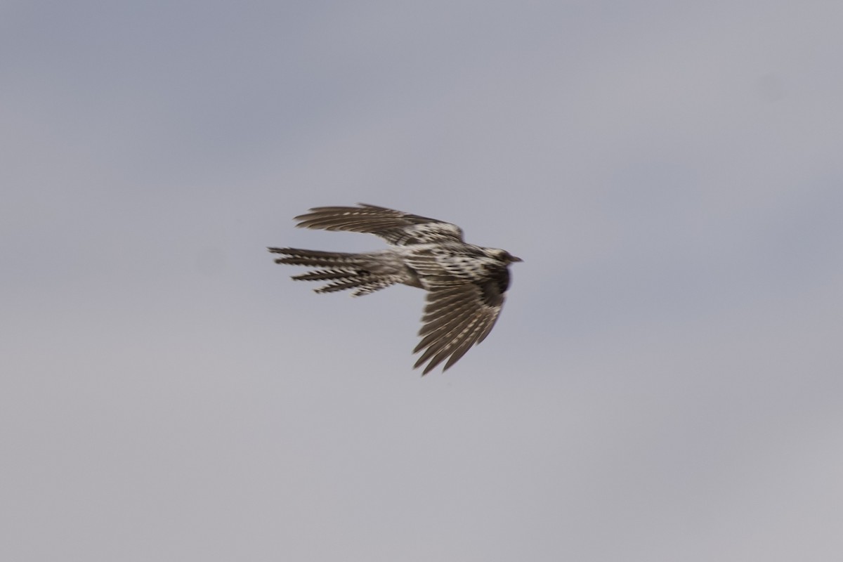 kukačka australská - ML646627604