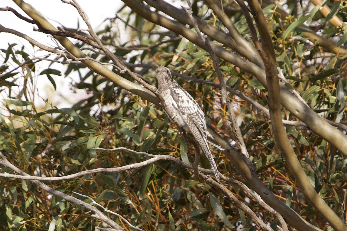 kukačka australská - ML646627605