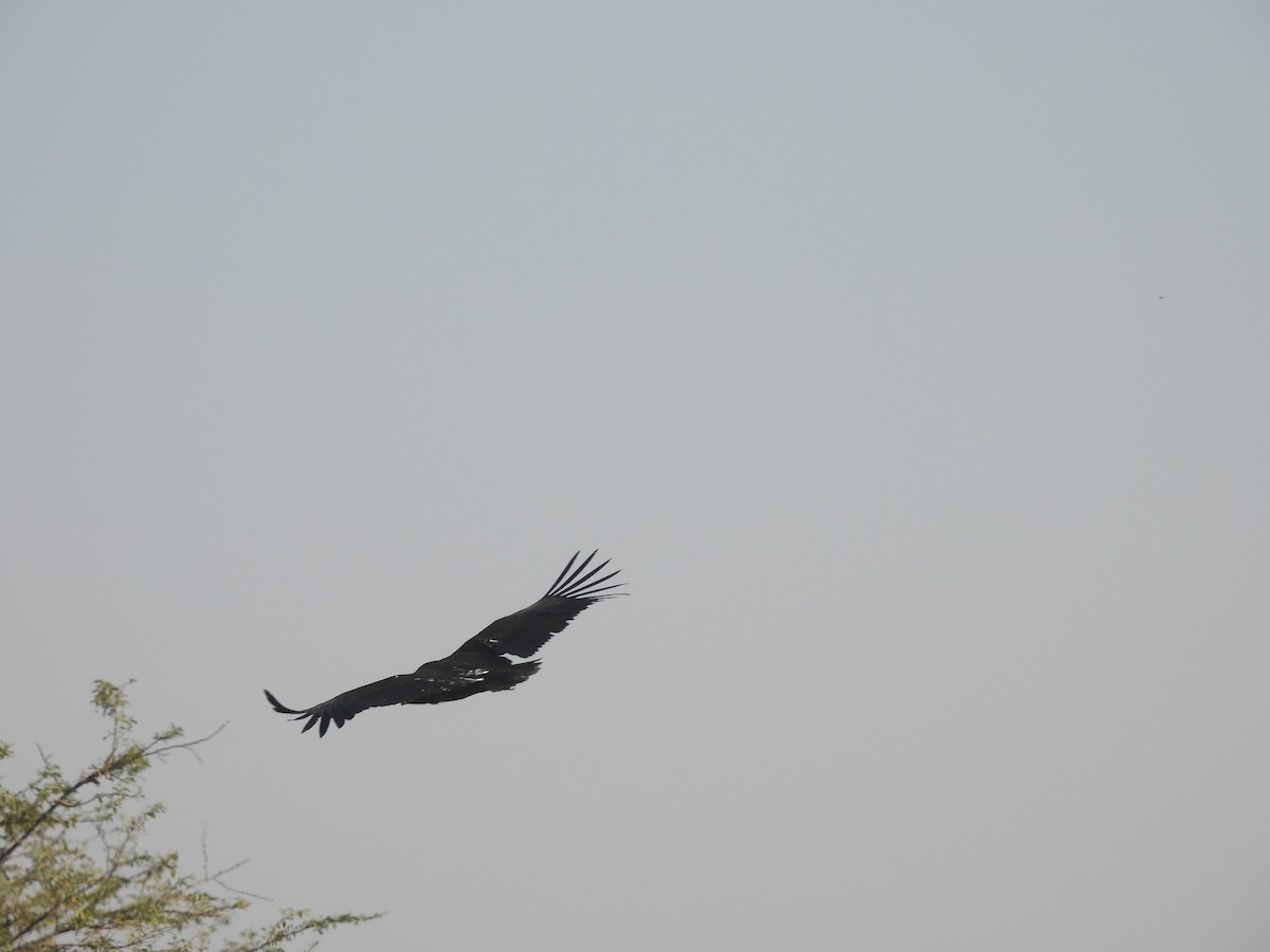 Cinereous Vulture - ML646627606
