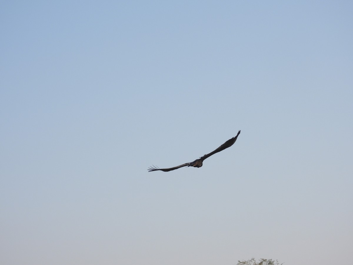 Cinereous Vulture - ML646627607