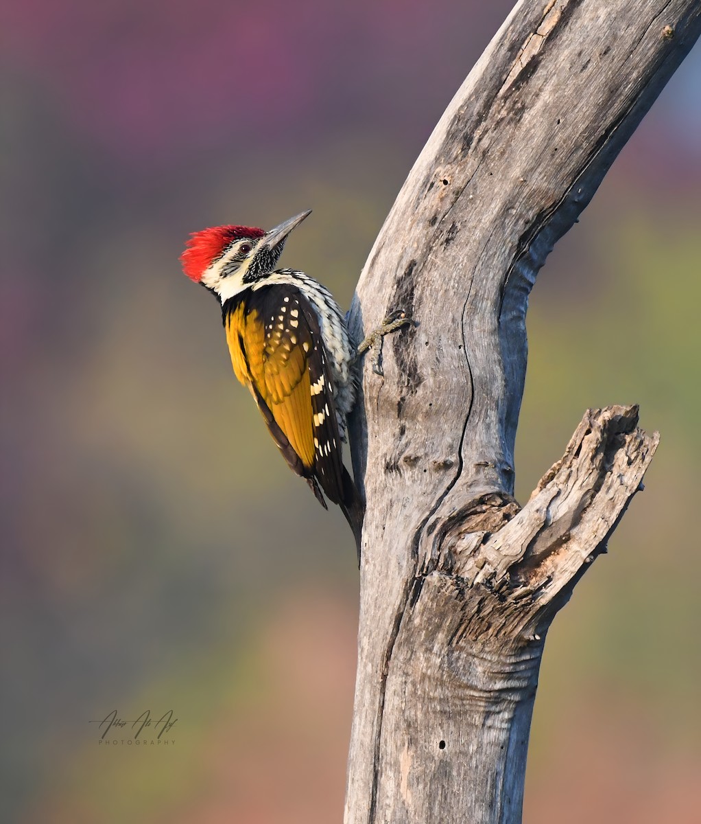 Black-rumped Flameback - ML646627608