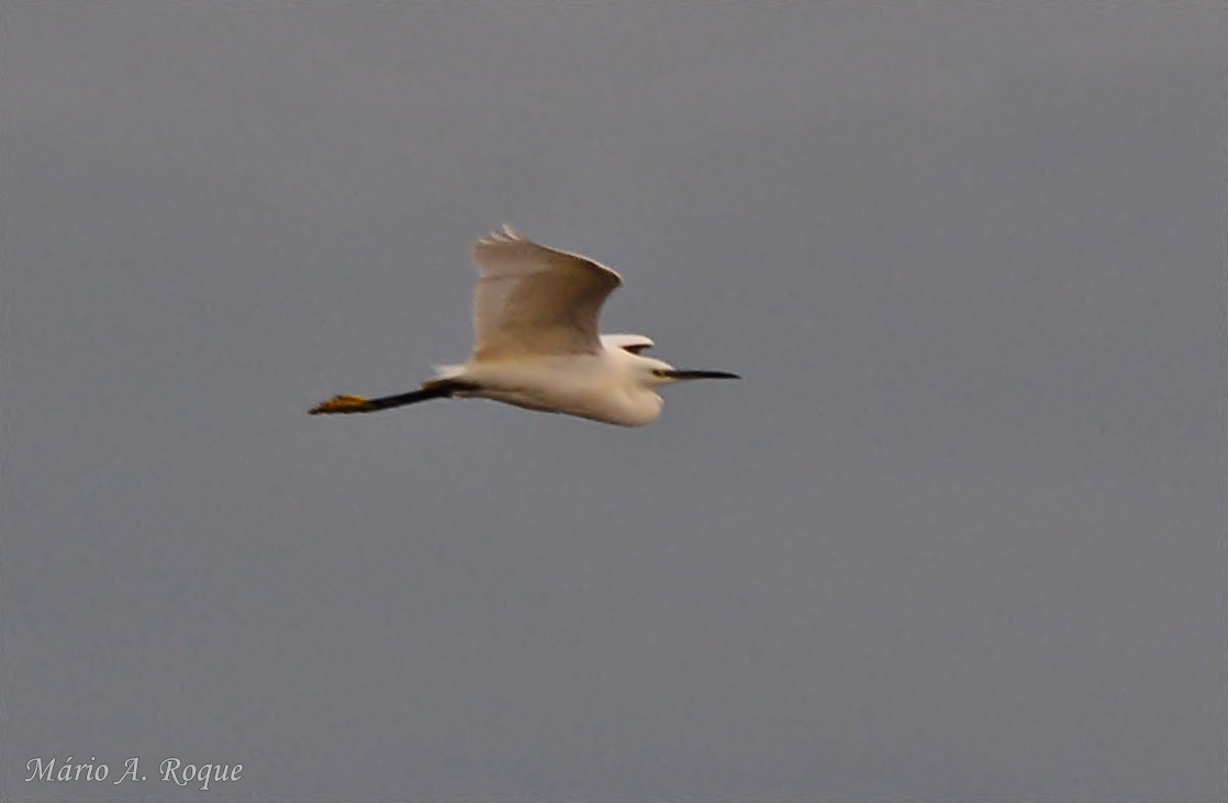 volavka stříbřitá - ML646627609