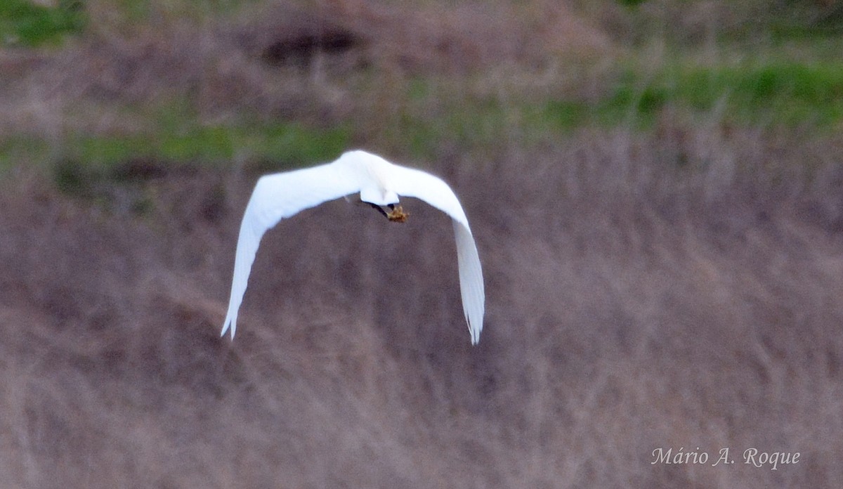 volavka stříbřitá - ML646627610