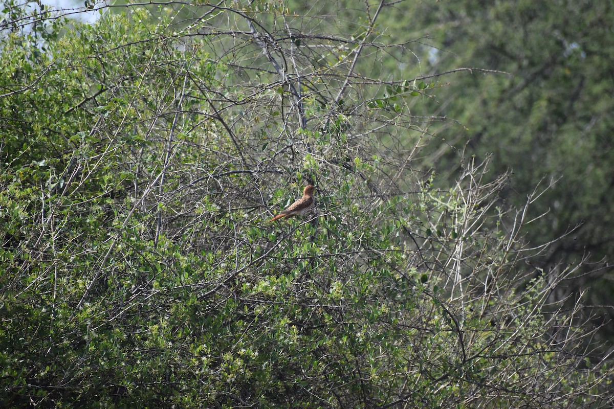 kukačka šedobřichá - ML646627611