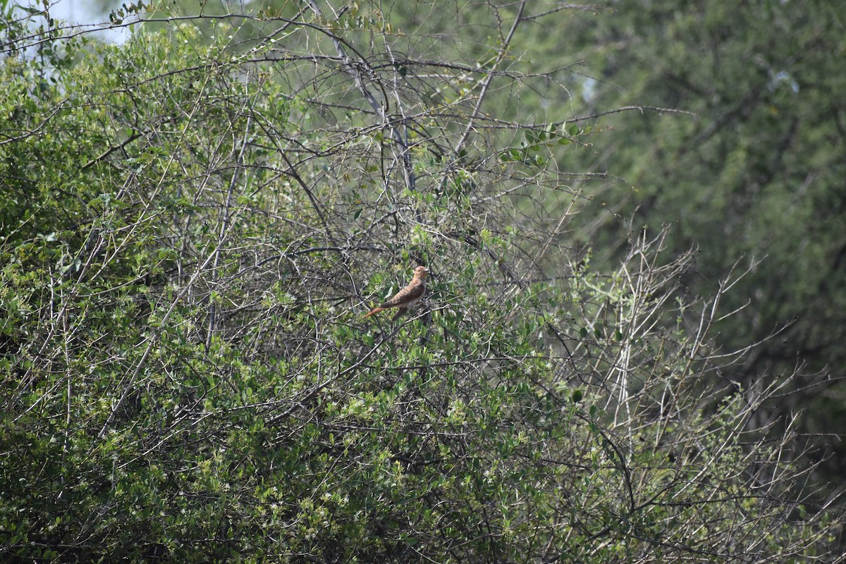 kukačka šedobřichá - ML646627612