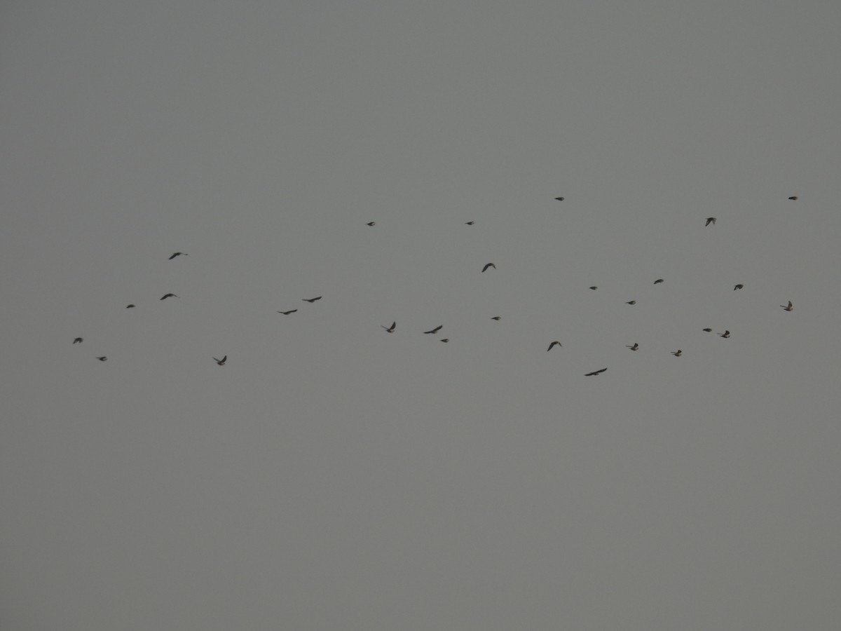 Rosy Starling - ML646627614