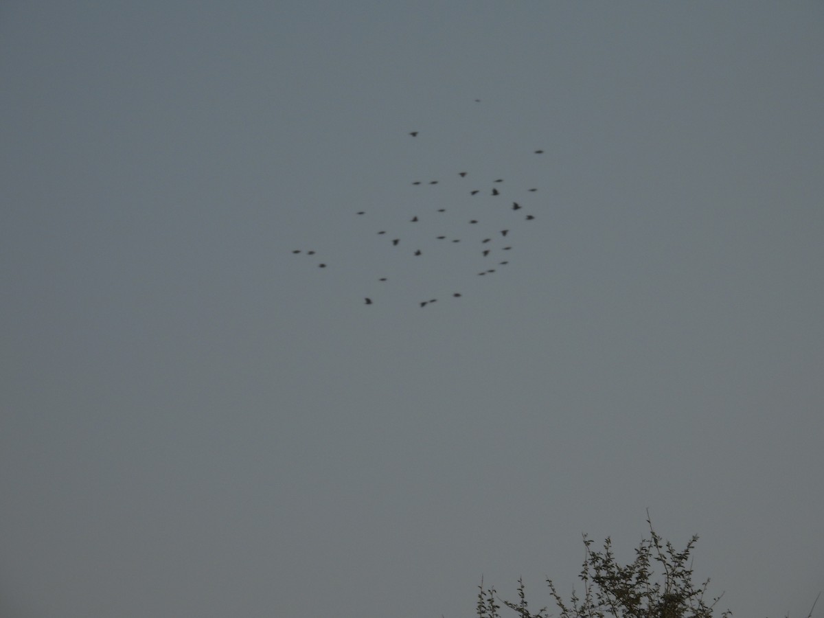 Rosy Starling - ML646627615