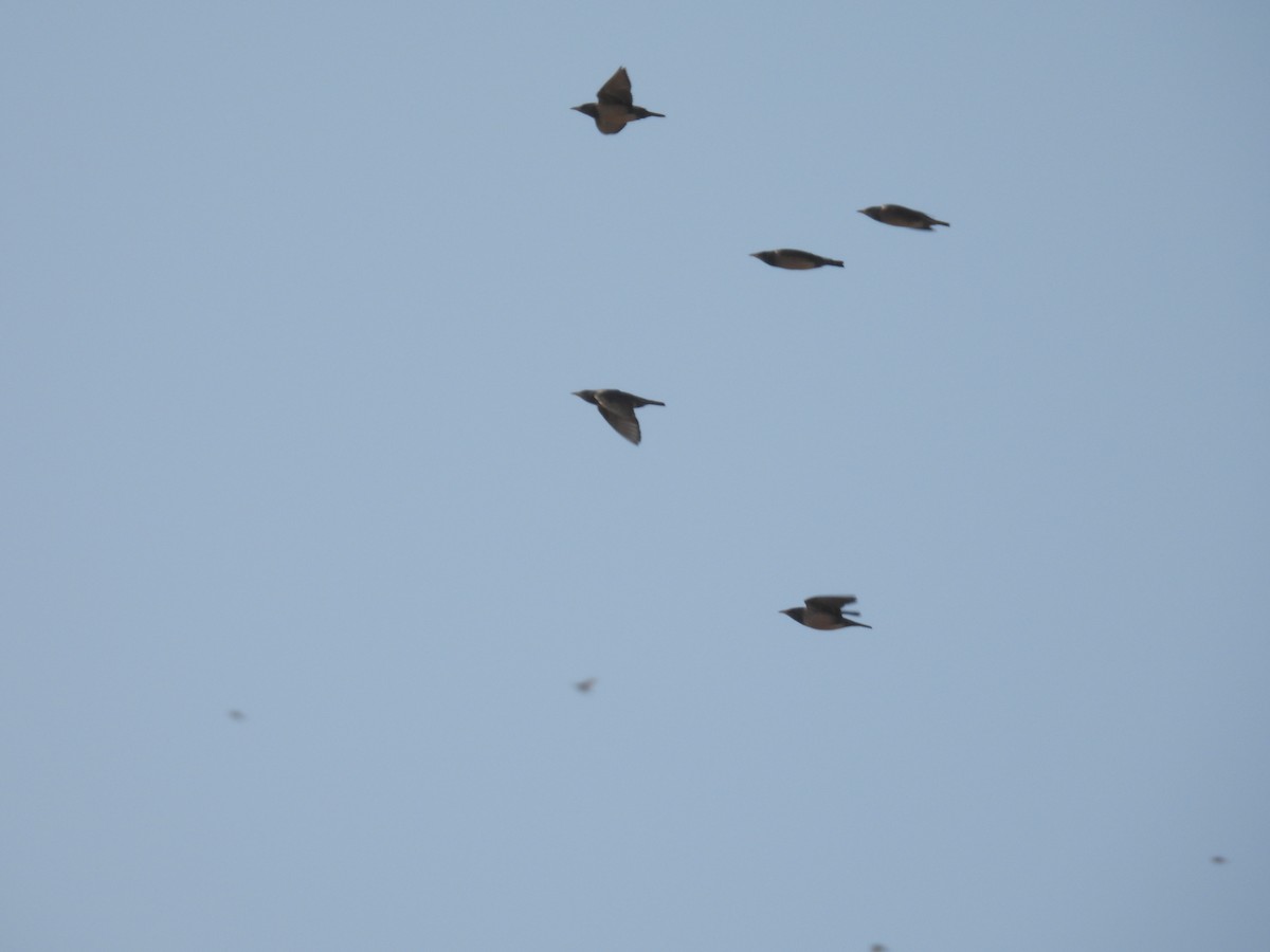 Rosy Starling - ML646627616