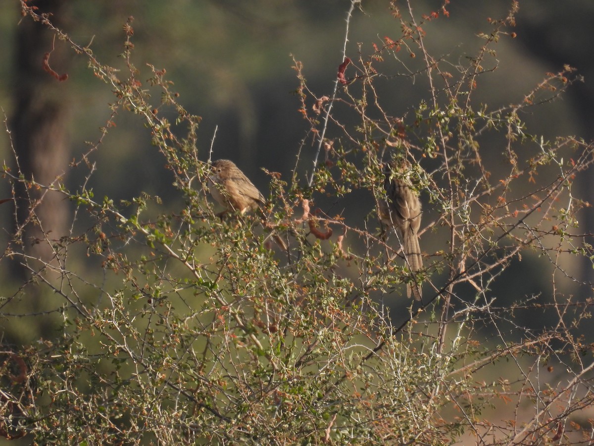 Common Babbler - ML646627618