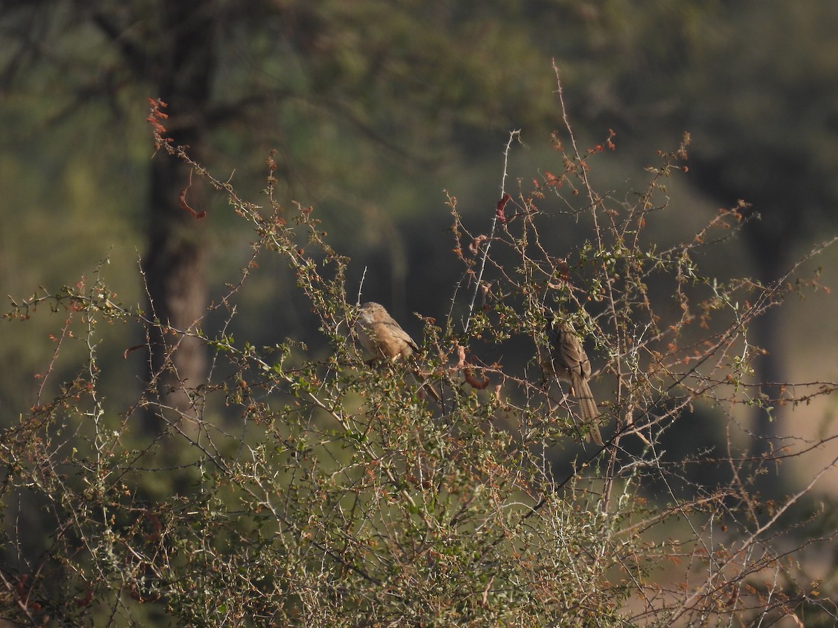 Common Babbler - ML646627619