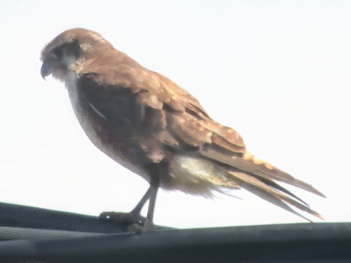 Brown Falcon - ML646627620