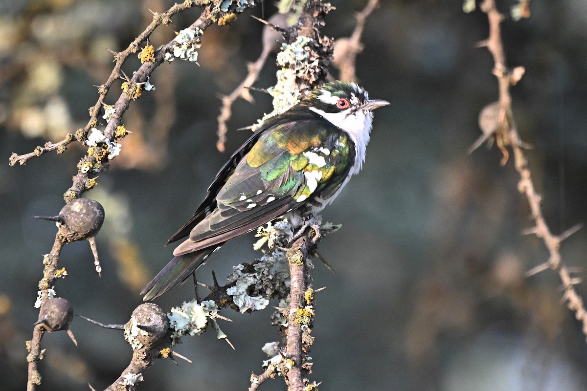 Dideric Cuckoo - ML646627621