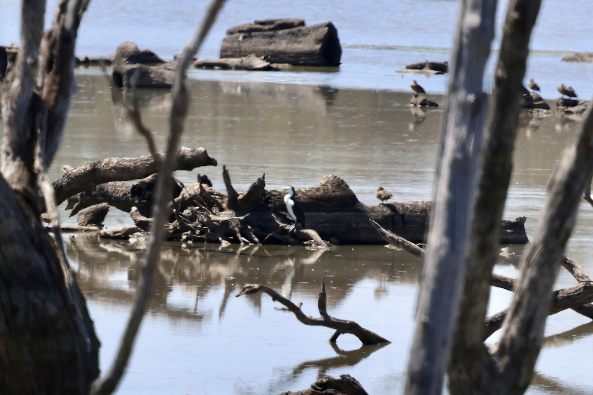 マミジロウ - ML646627622