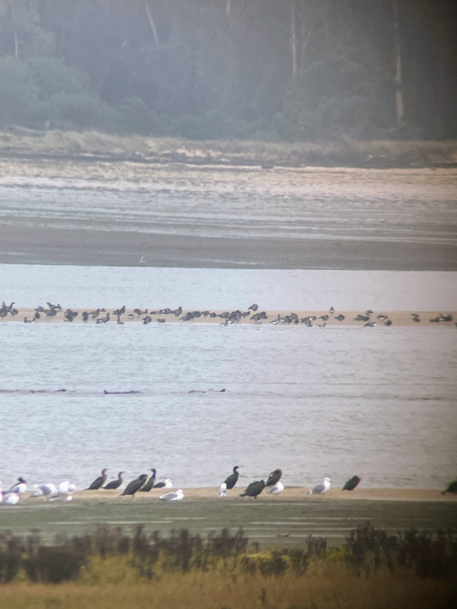 berneška tmavá - ML646627623