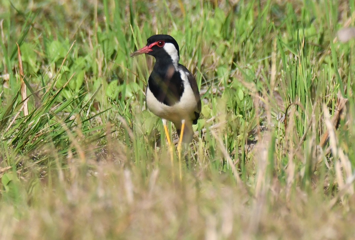 Чайка індійська - ML646627624