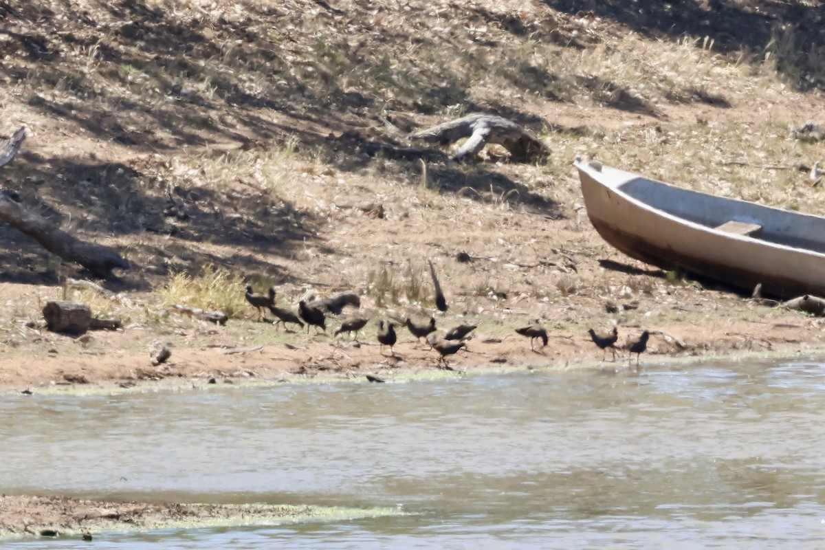 オグロバン - ML646627625