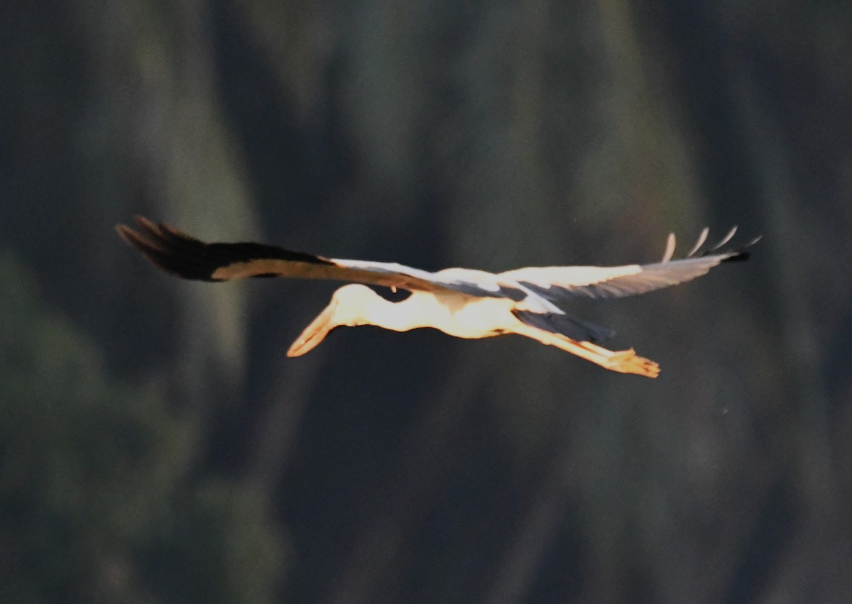 Лелека-молюскоїд індійський - ML646627626