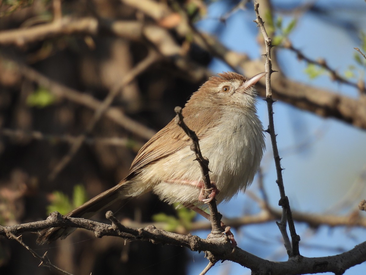 Rufous-fronted Prinia - ML646627628