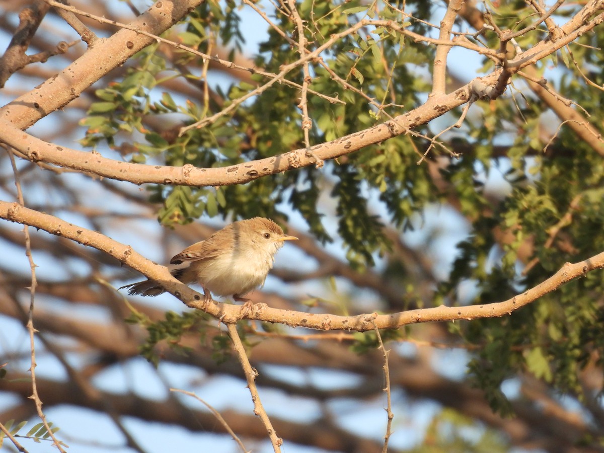 Rufous-fronted Prinia - ML646627629